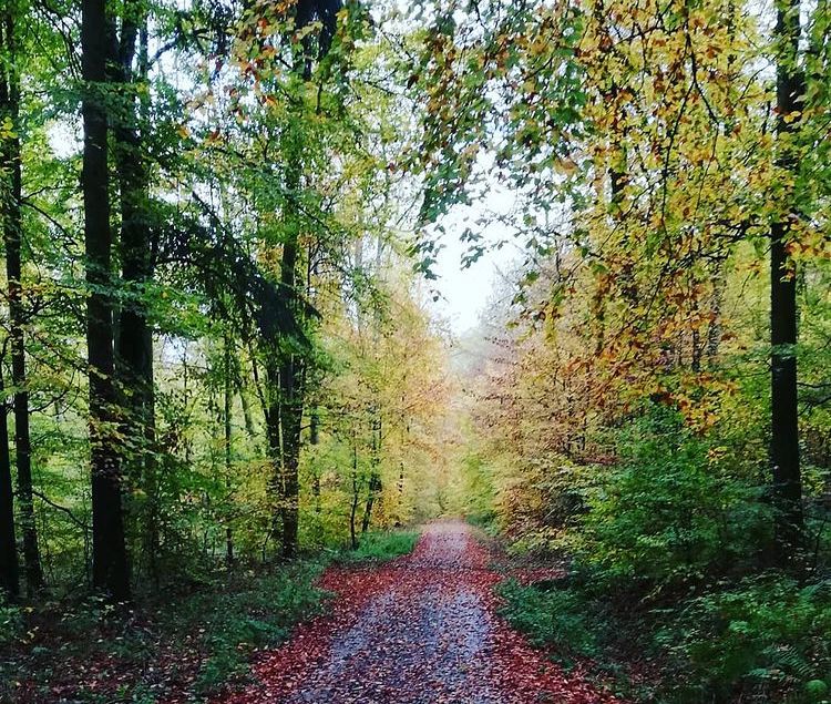 Naturwaldreservat Waldkugel