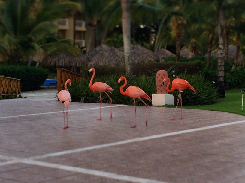 Punta Cana- Flamingo